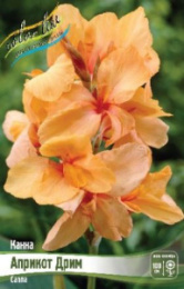 Канна Априкот Дрим зеленый лист 1шт. Colorline