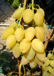 Виноград ранний Елена Волжский Сад ВС002-222