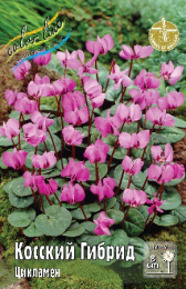 Шоу-бокс Цикламен Косский, гибрид 25шт. Colorline