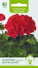 Пеларгония Люстра Скарлет зональная 5шт. цветной пакет Поиск