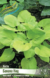 Хоста Банана Кид 1шт. Colorline