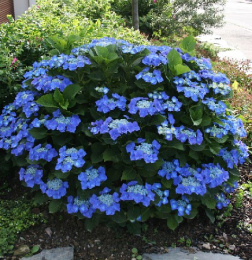 Гортензия крупнолистовая Блаумейзе, P9, в цветной коробке Colorline