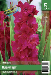 Гладиолус Пламтарт 10/12  5шт. Эконом Colorline