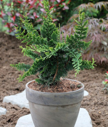 Кипарисовик горохоплодный Тедди Беар, Р9 10-15, без упаковки в контейнере Colorline