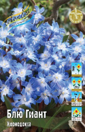 Хионодокса Блю Гиант 10шт. Colorline