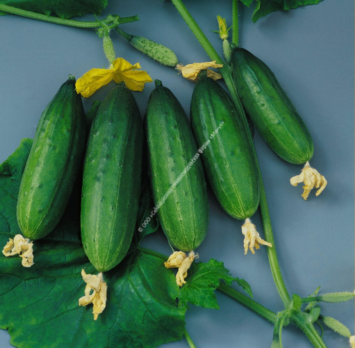 Огурец Мазай F1 10шт. цветной пакет Манул