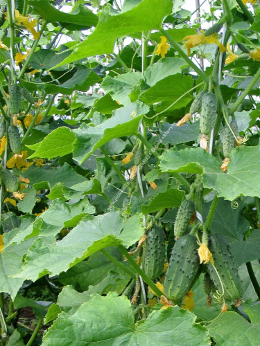 Огурец Балалайка F1 10шт. цветной пакет Манул