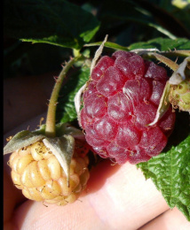 Малина Малиново-поляничный гибрид Волжский Сад