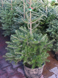 Пихта корейская, P9, без упаковки в контейнере Colorline