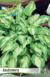 Хоста Альбопикта 1шт. Colorline