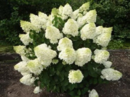 Гортензия метельчатая Сильвер Доллар, P9, в цветной коробке Colorline