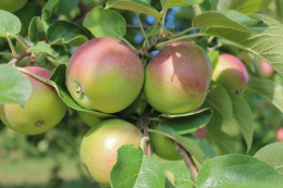 Яблоня колоновидная Зеленый шум Волжский Сад