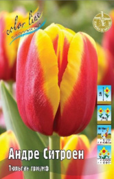 Тюльпан Андре Ситроен  7шт. Colorline