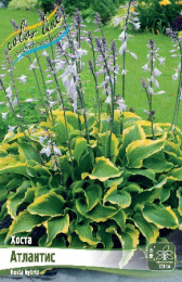 Хоста Атлантис 1шт. Colorline
