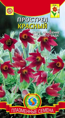 Прострел Красный 10шт. цветной пакет Плазменные семена