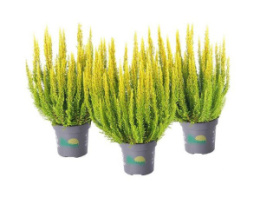 Вереск Майами, P12, без упаковки в контейнере Colorline