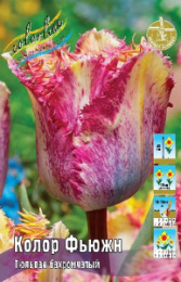 Тюльпан Колор Фьюжн 8шт. Colorline
