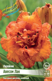 Лилейник Авесом Лак 1шт. Colorline