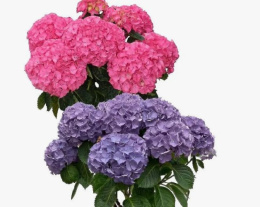 Гортензия крупнолистовая Нунки, Р12, без упаковки в контейнере Colorline