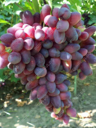 Виноград ранний Красотка Волжский Сад