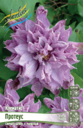 Клематис Протеус 2шт. Colorline