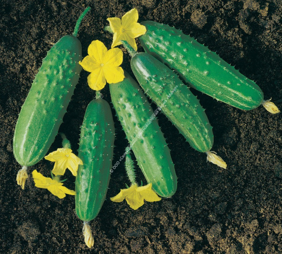 Огурец Фермер F1 10шт. цветной пакет Манул