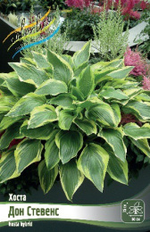 Хоста Дон Стевенс 2шт. Colorline