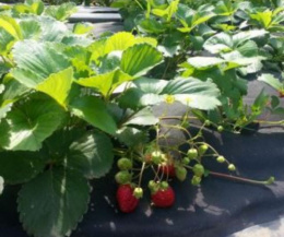 Укрывной материал (спанбонд) рулонный перфорированная мульча плотность 80 UV черный 1,3х100м (2 шах 30х30х8см) Агротекс 2ш