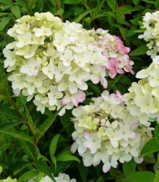 Гортензия метельчатая Диамонд Руж, P9, в цветной коробке Colorline