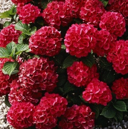 Гортензия крупнолистовая Альпенглюхен, Р9, в цветной коробке Colorline