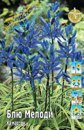Камассия Блю Мелоди 10шт. Colorline