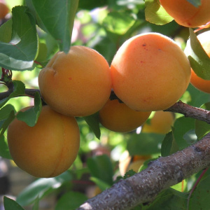 Абрикос Алеша Волжский Сад