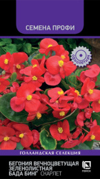 Бегония вечноцветущая Бада Бинг Скарлет зеленолистная 15шт. цветной пакет серия Семена Профи Поиск