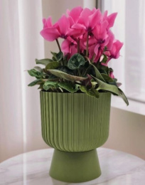 Горшок для цветов пластиковый Бекер со съемным поддоном 8,6л d-25см h-29,5см папоротник 5plast 5PL0788