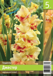 Гладиолус Джестер 10/12  5шт. Эконом Colorline