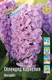 Гиацинт Сплендид Корнелия 3шт. Colorline