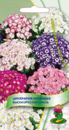 Цинерария Высокорослая смесь кровавая 0,01г цветной пакет Поиск