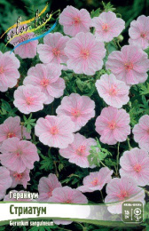 Гераниум Стриатум 1шт. Colorline