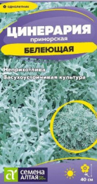 Цинерария Белеющая приморская 0,05г цветной пакет Семена Алтая