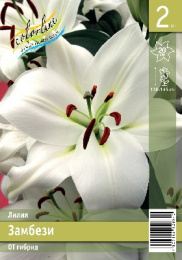 Лилия Замбези 14/16 2шт. Экон (OT) Colorline