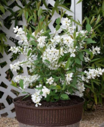 Экзохорда кистистая Блашинг Перл, P9, в цветной коробке Colorline