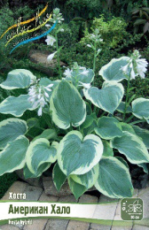 Хоста Американ Хало 1шт. Colorline