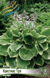 Хоста Кристмас Три 1шт. Colorline