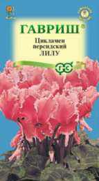 Цикламен Лилу персидский 3шт. цветной пакет Гавриш