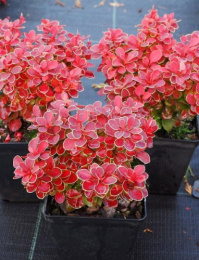 Барбарис Тунберга Рэд Хот Чили, P9, в цветной коробке Colorline