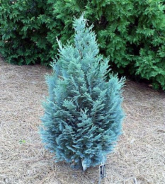 Кипарисовик Лавсона Пельтс Блю, P9 20-25, без упаковки в контейнере Colorline