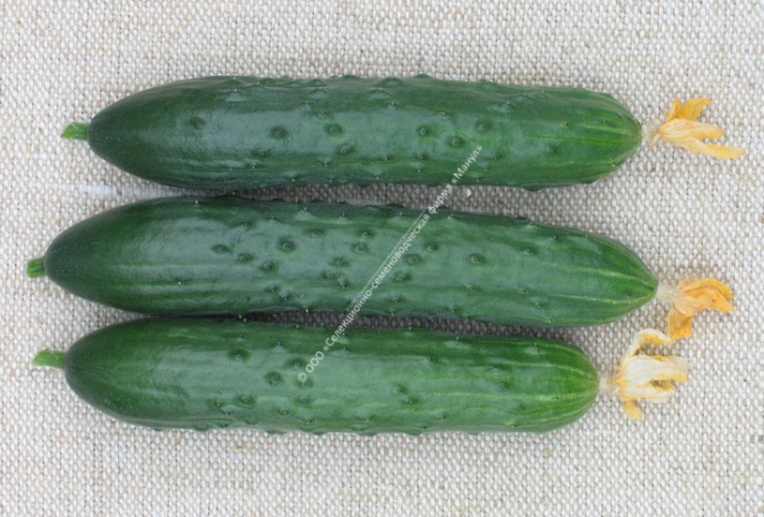 Огурец Макар F1 10шт. цветной пакет Манул