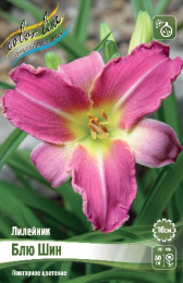 Лилейник Блю Шин 1шт. Colorline