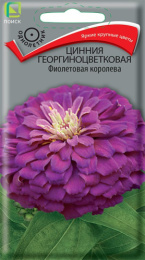 Цинния Фиолетовая королева георгиноцветковая 0,4г цветной пакет Поиск