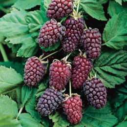 Малино-ежевичный гибрид Логанберри, Р9, в цветной коробке Colorline